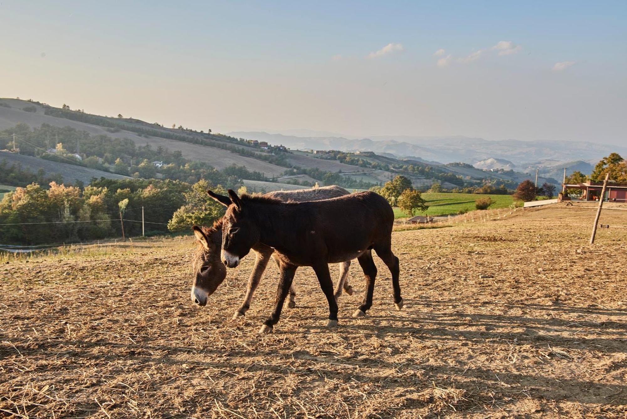 Agriturismo Prato Del Re Prignano sulla Secchia Экстерьер фото